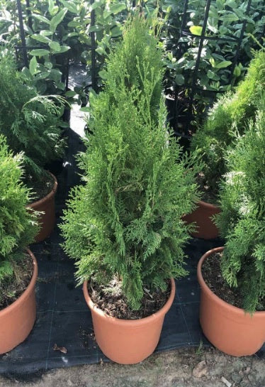 Thuja 60cm - 80cm - PlantmartUAE.com