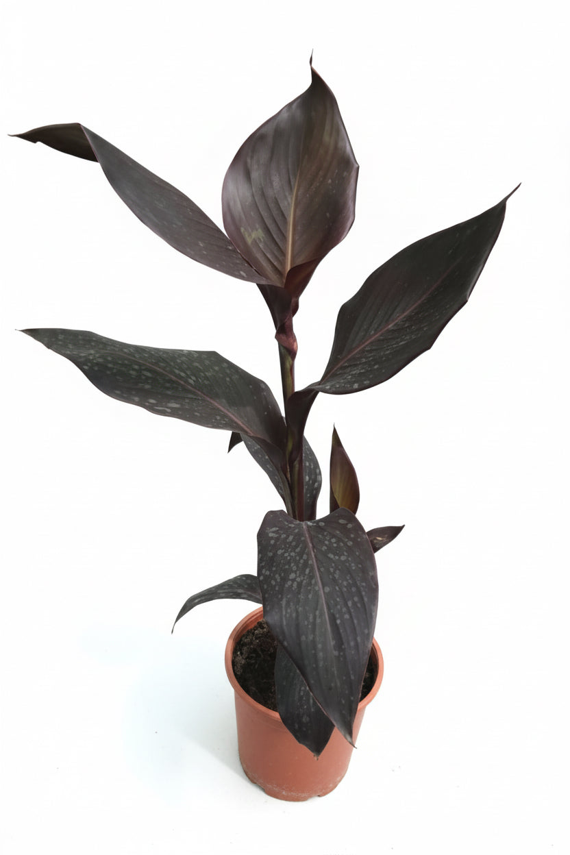 Tropicana Black Canna Water Plant 40cm - 60cm - PlantmartUAE.com