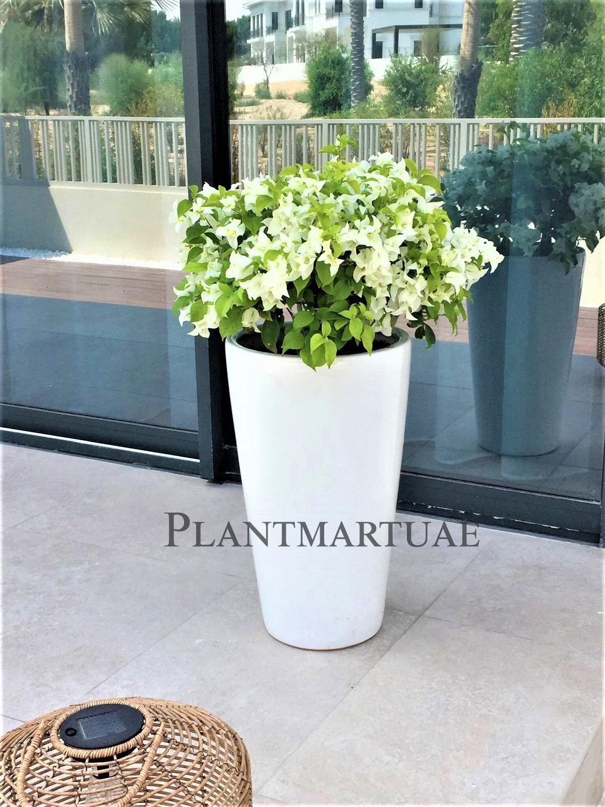 Bougeinvillea in Large CERAMIC pot - PlantmartUAE.com
