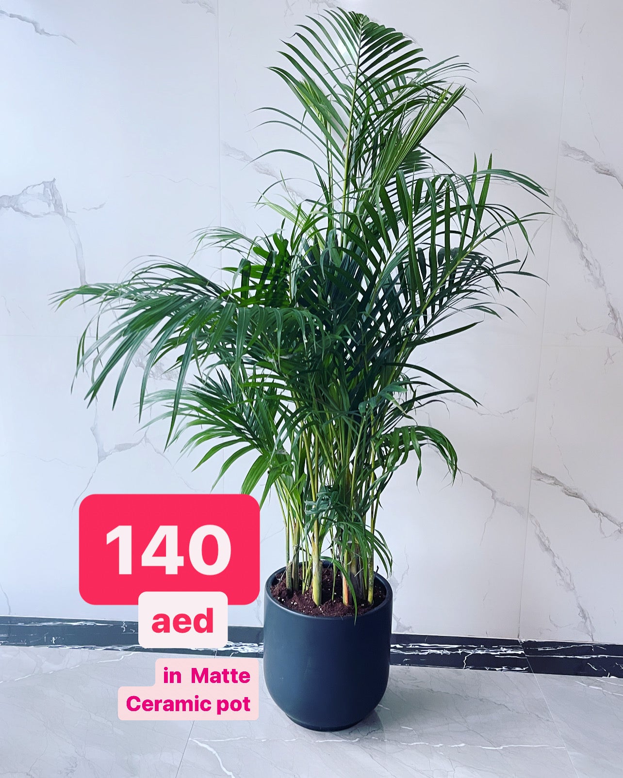 Areca Palm Indoor 150cm-160cm | Indoor Plant