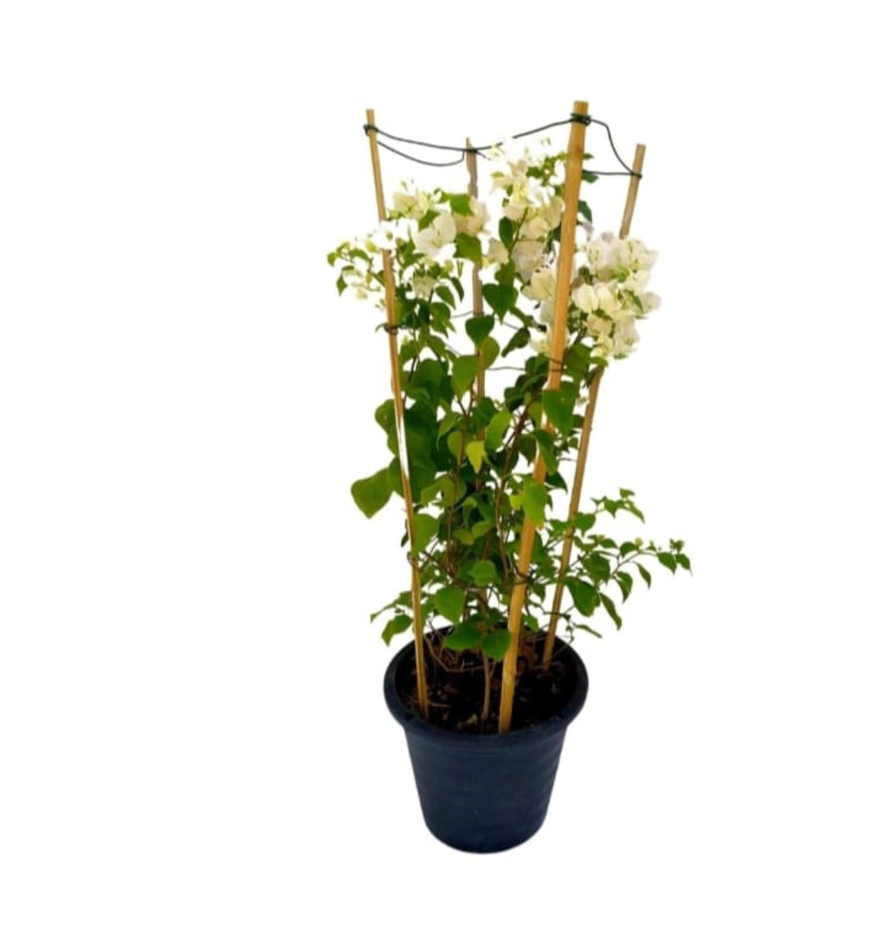 BougainVillea 1mtr White - PlantmartUAE.com
