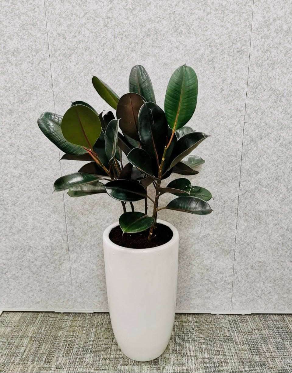 Potted Rubber Plant 3PP 100cm-110cm in CERAMIC Pot | indoor plant | PlantMartUAE.com