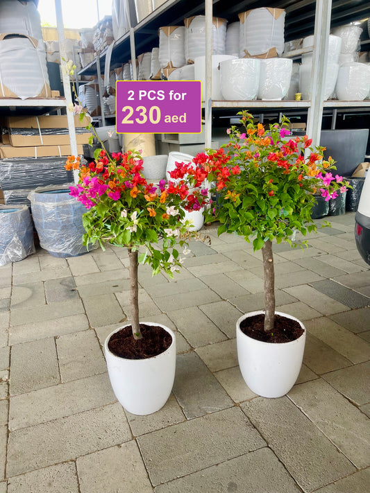Potted 2Pcs Bougainvillea (Size: 80cm-90cm) in CERAMIC Pots