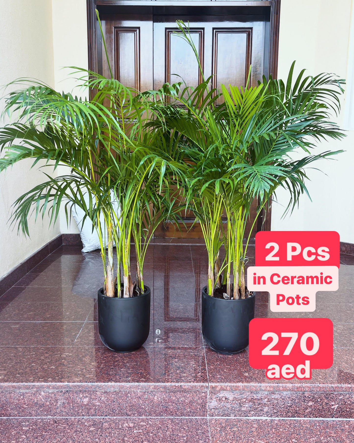 Two potted Areca palm plants in ceramic pots placed indoors, with a price tag of 270aed displayed on the image.