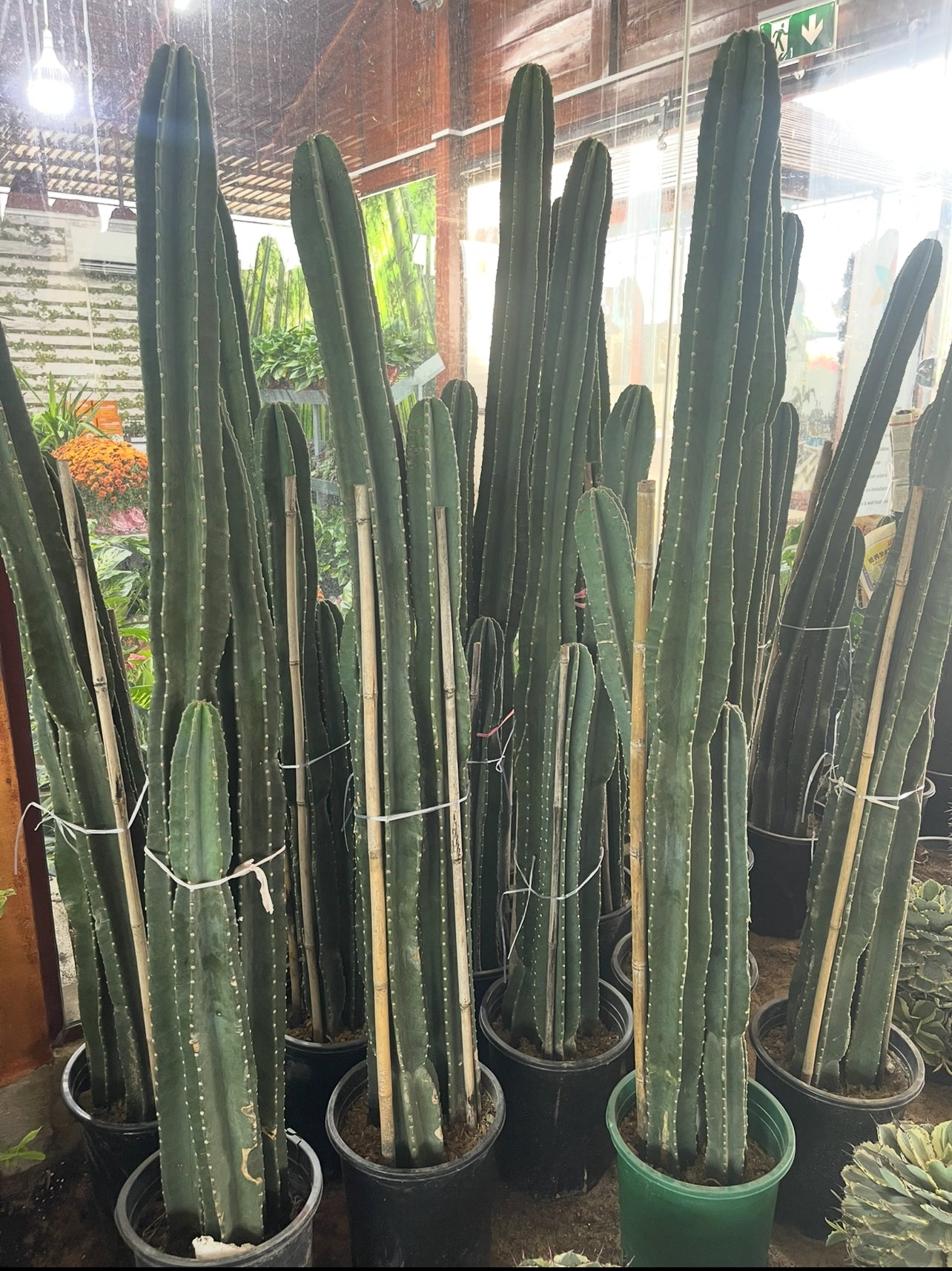 Cactus Long 3 Head 160cm - 170cm | Cereus Peruvianus | Apple Cactus