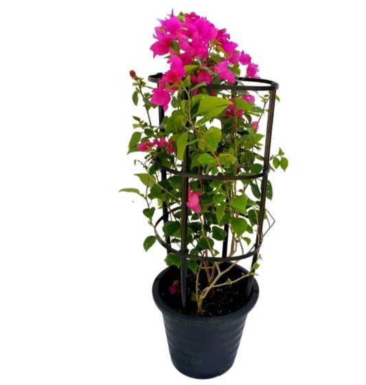 BougainVillea 1mtr - PlantmartUAE.com