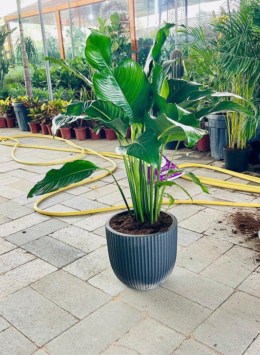 Peace lily XL 90cm - 1mtr in Fiber Pot