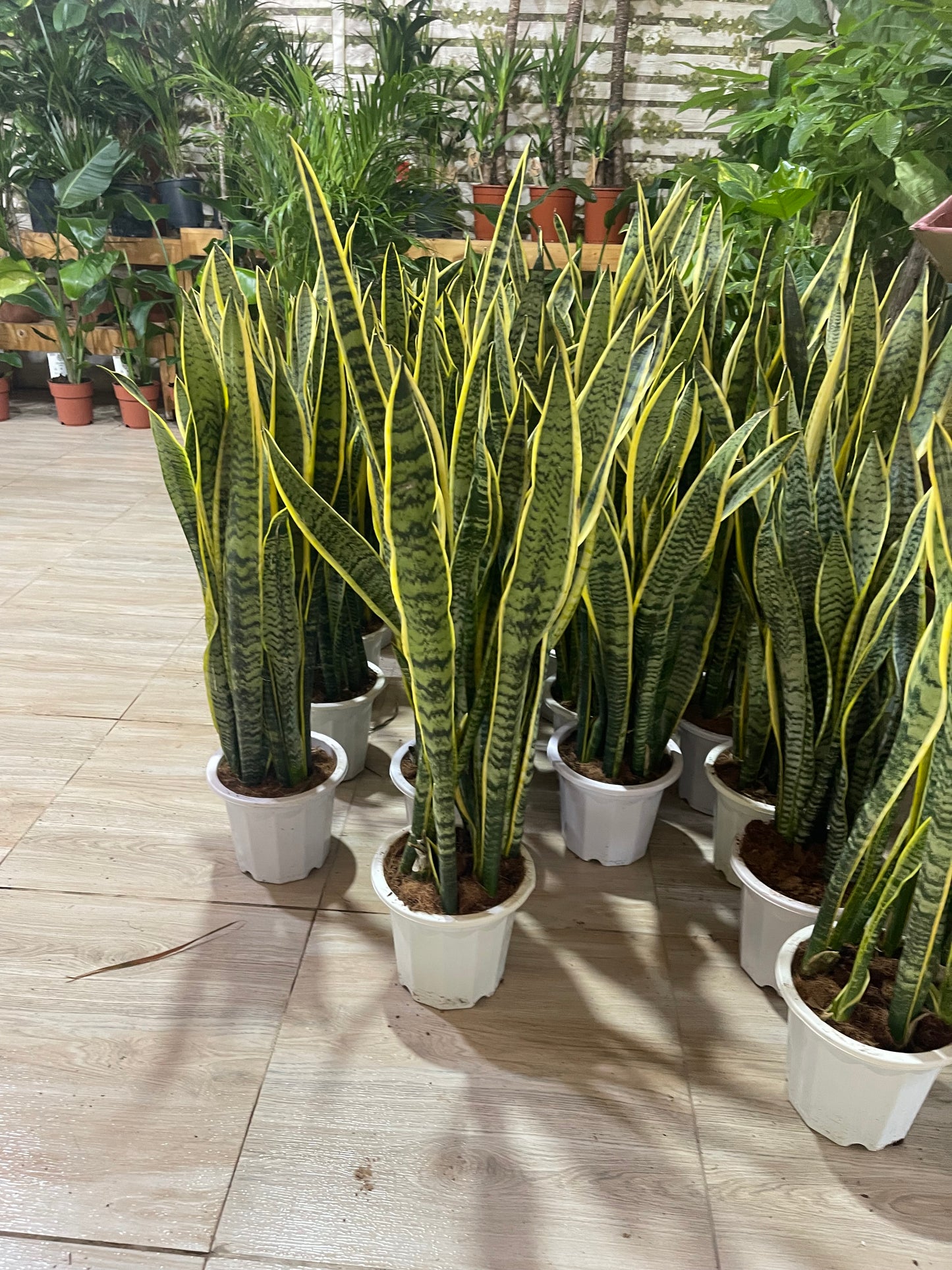 Sansevieria XL 1mtr indoor Holland plant / Snake Plant