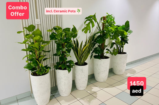 Office Plants Bundle 5 plants in Ceramic Pots