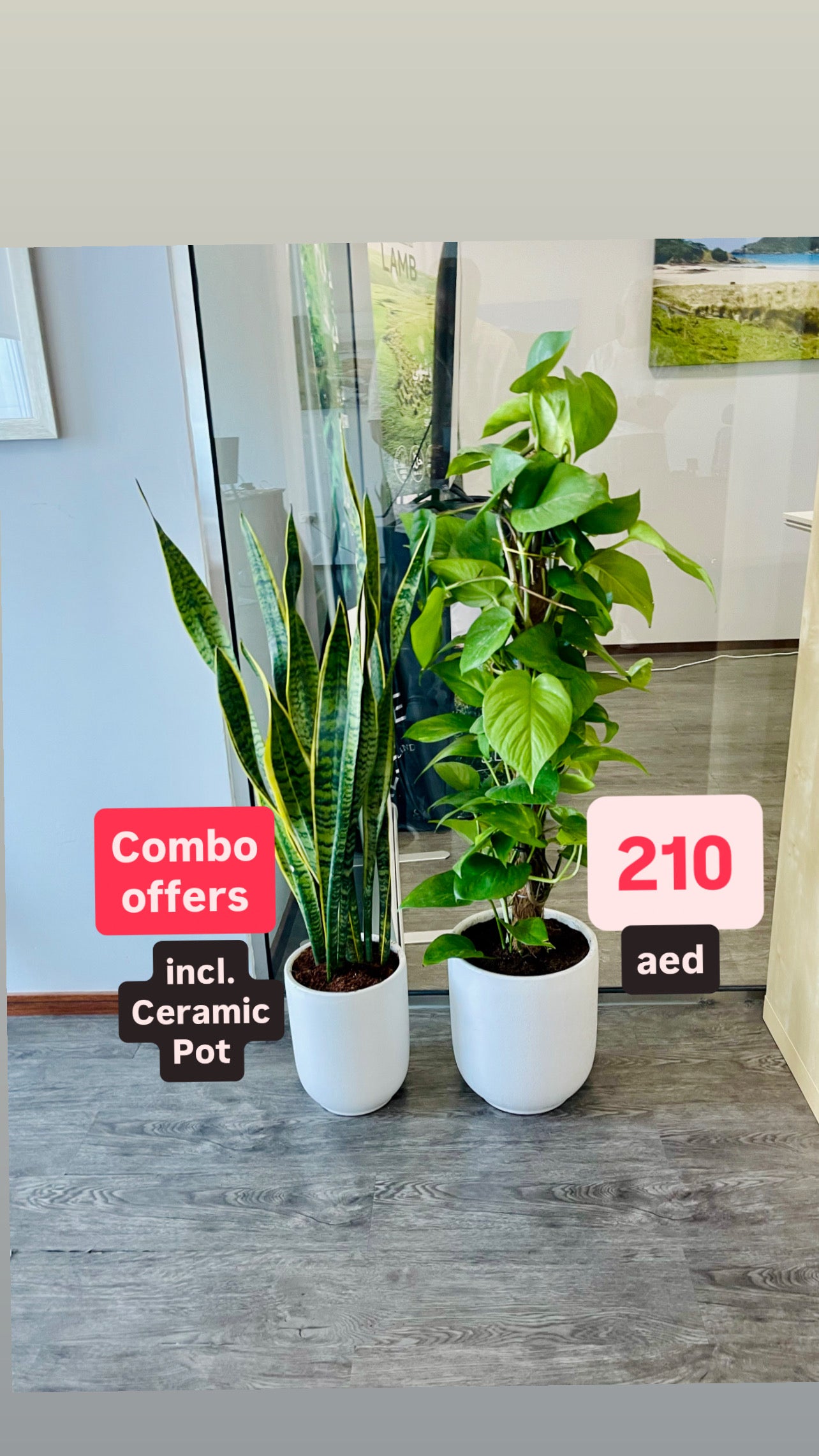 Two potted plants with a promotional sign indicating a combo offer and price.