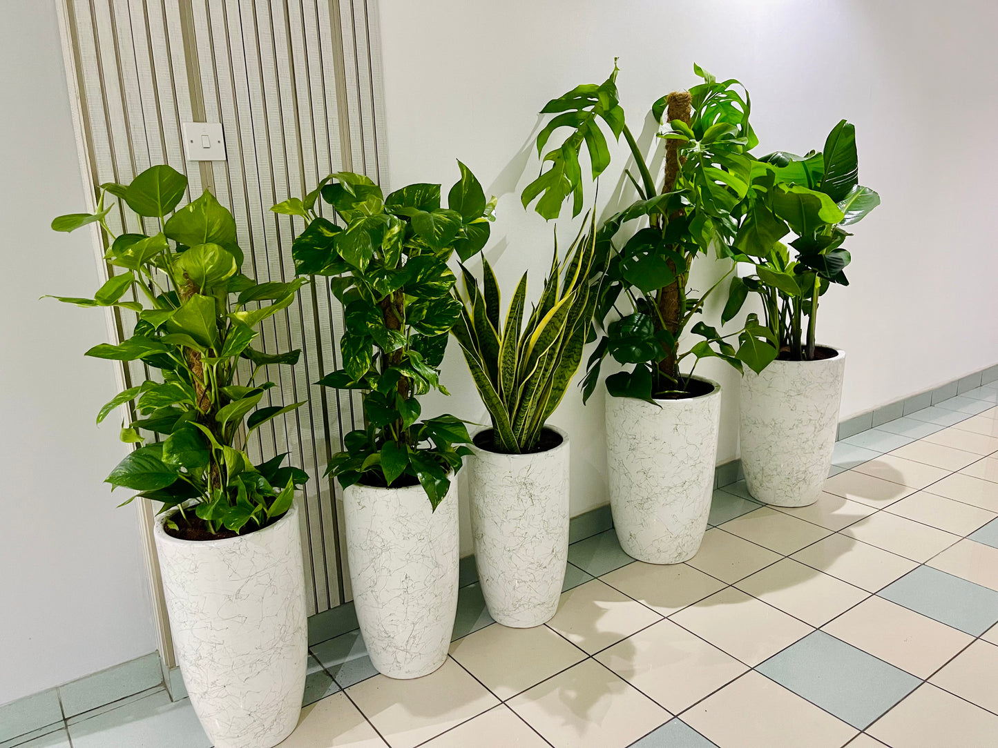 Office Plants Bundle 5 plants in Ceramic Pots