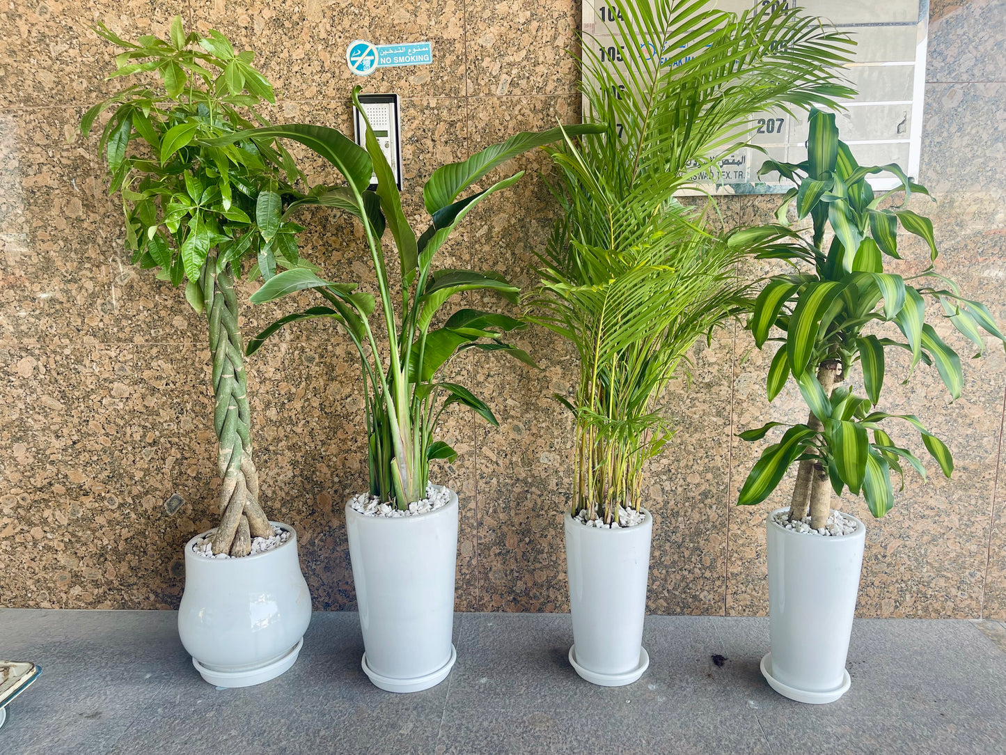 Potted 4pcs Indoor Plants | Areca Palm | Bird Of Paradise | Areca Palm | Dracaena Massangena