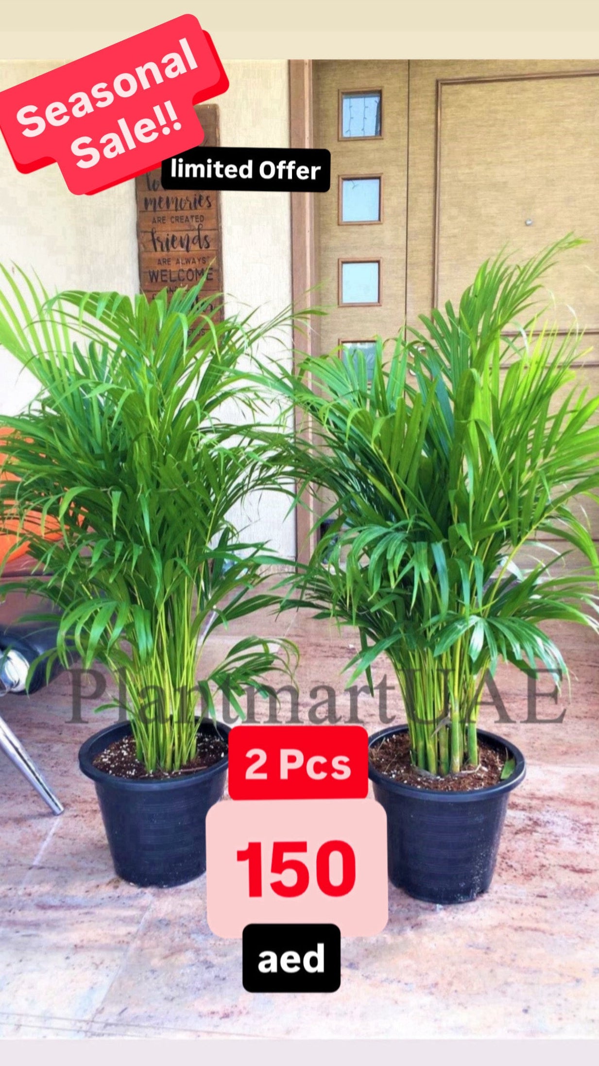 Areca Palm 2PCS COMBO Offer: 150cm-160cm