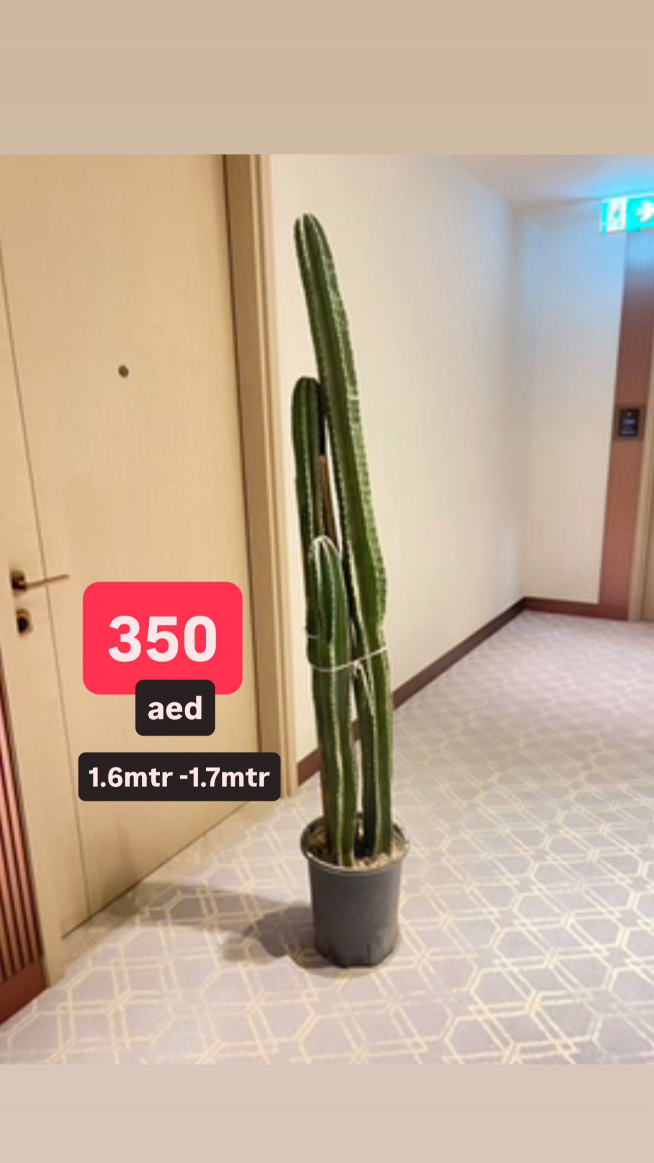 Cactus Long 3 Head 160cm - 170cm | Cereus Peruvianus | Apple Cactus