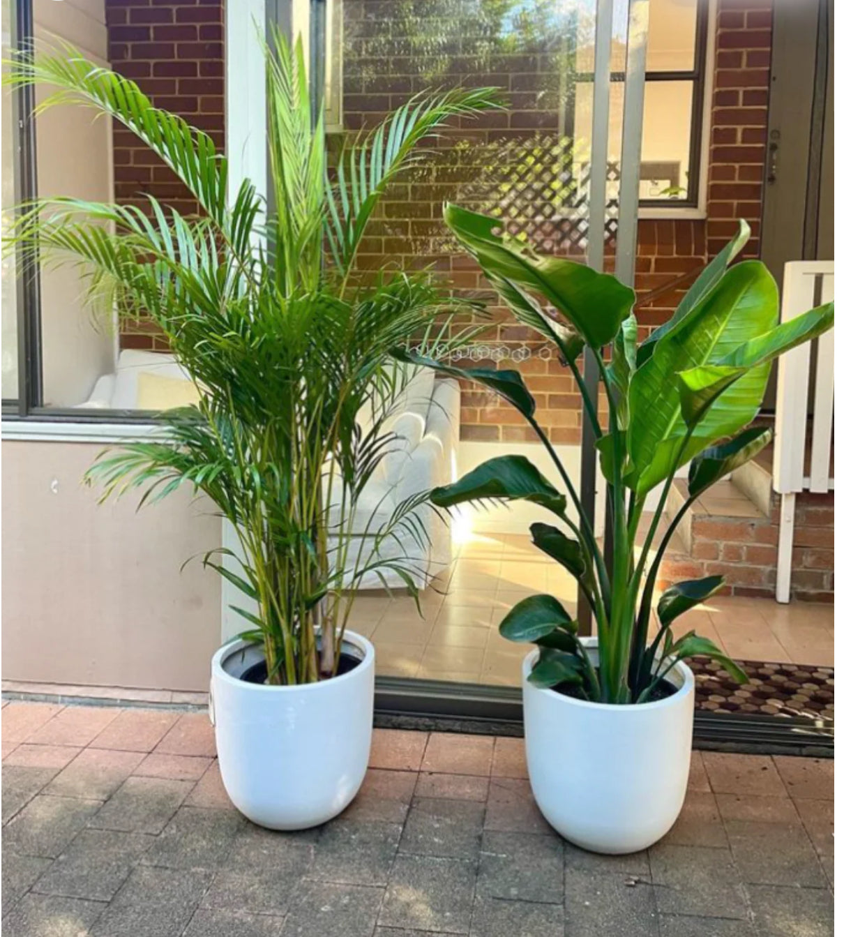 Set of 2 Potted - Areca Palm + Bird Of Paradise in Ceramic Pots