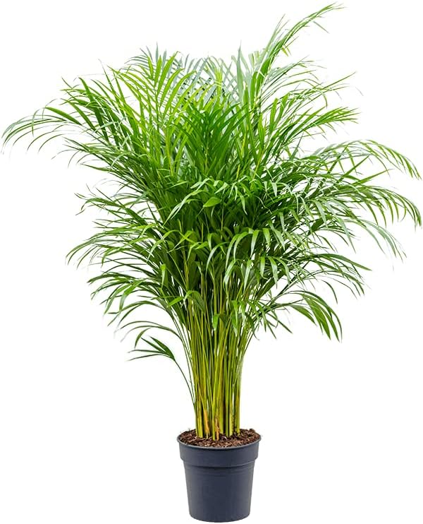 Areca Palm Indoor 150cm-160cm | Indoor Plant