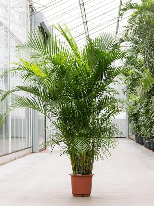 Areca Palm XL 2mtr-2.2mtr indoor plant