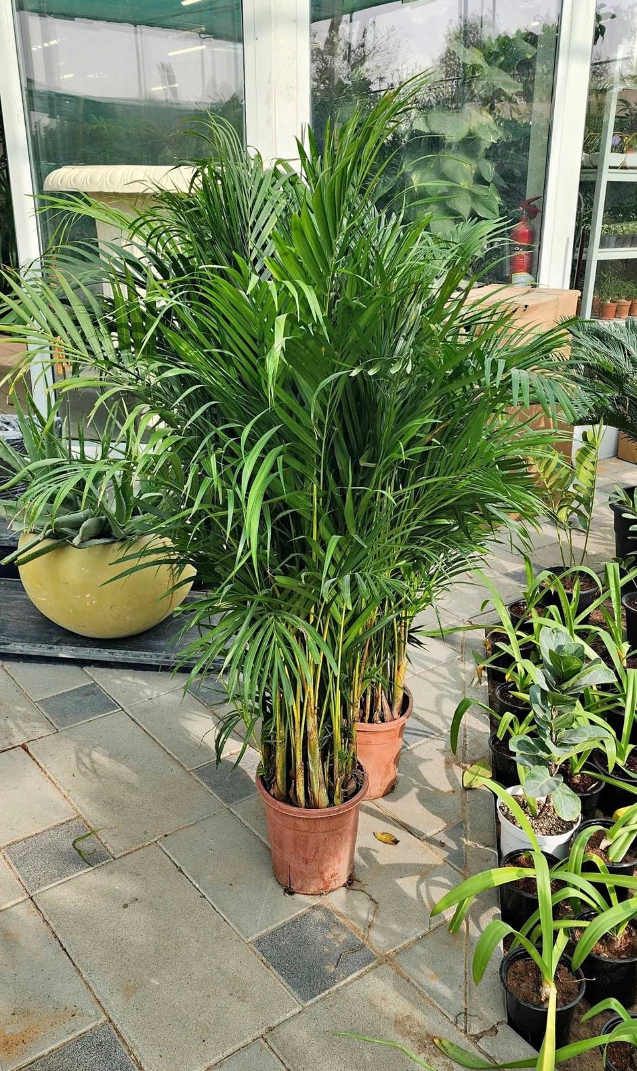 Areca Palm 2PCS COMBO Offer: 150cm-160cm