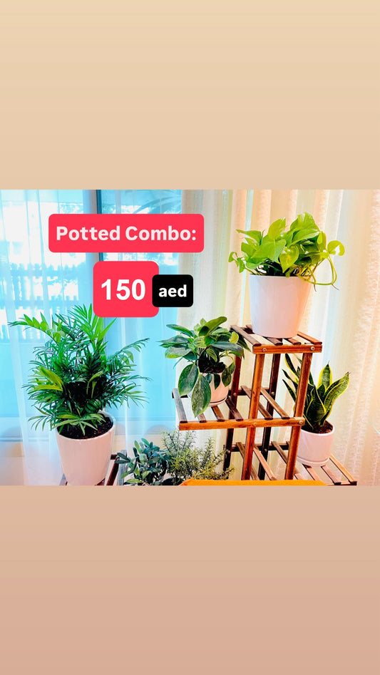 4 Potted Indoor Combo | Ceramic Pots