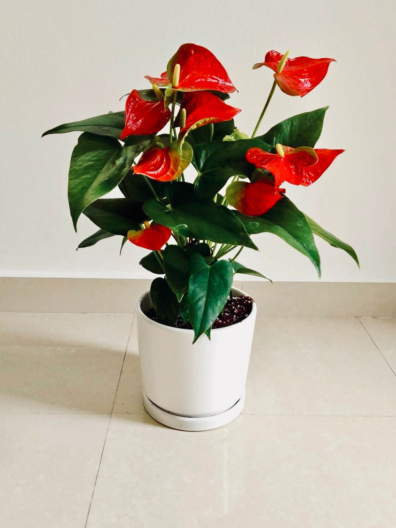 Red Anthurium (30cm-40cm) CERAMIC pot