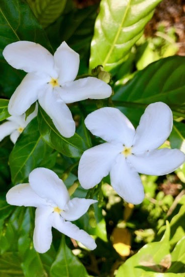 Snowflake 60-80cm  | Outdoor plant | Wrightia Antidysenterica | Best Online Plant Shop | PlantMartUAE.com