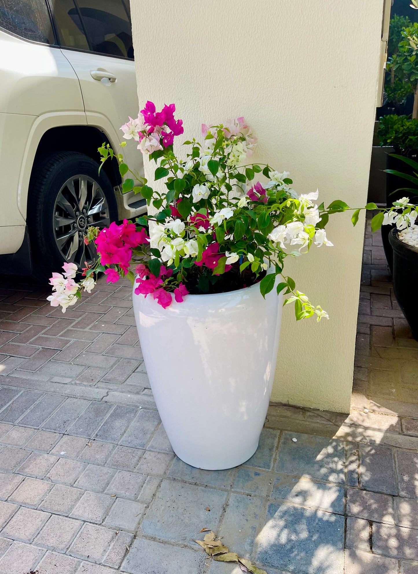 Bougainvillea Mixed Color - Ceramic Pot - PlantmartUAE.com