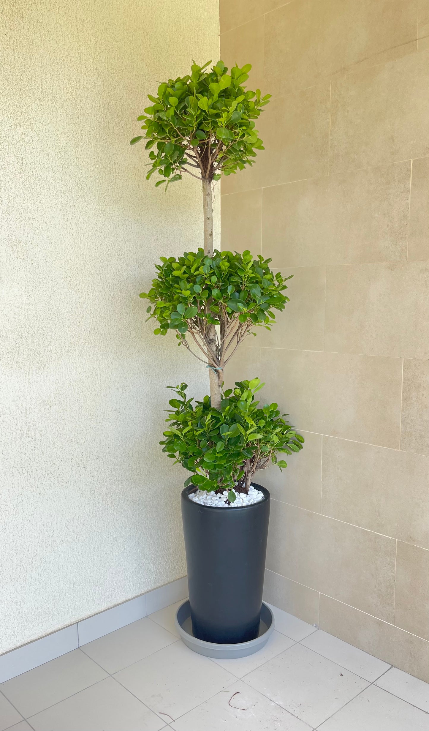 Ficus Panda 3 Head in Ceramic Pot | Outdoor plant