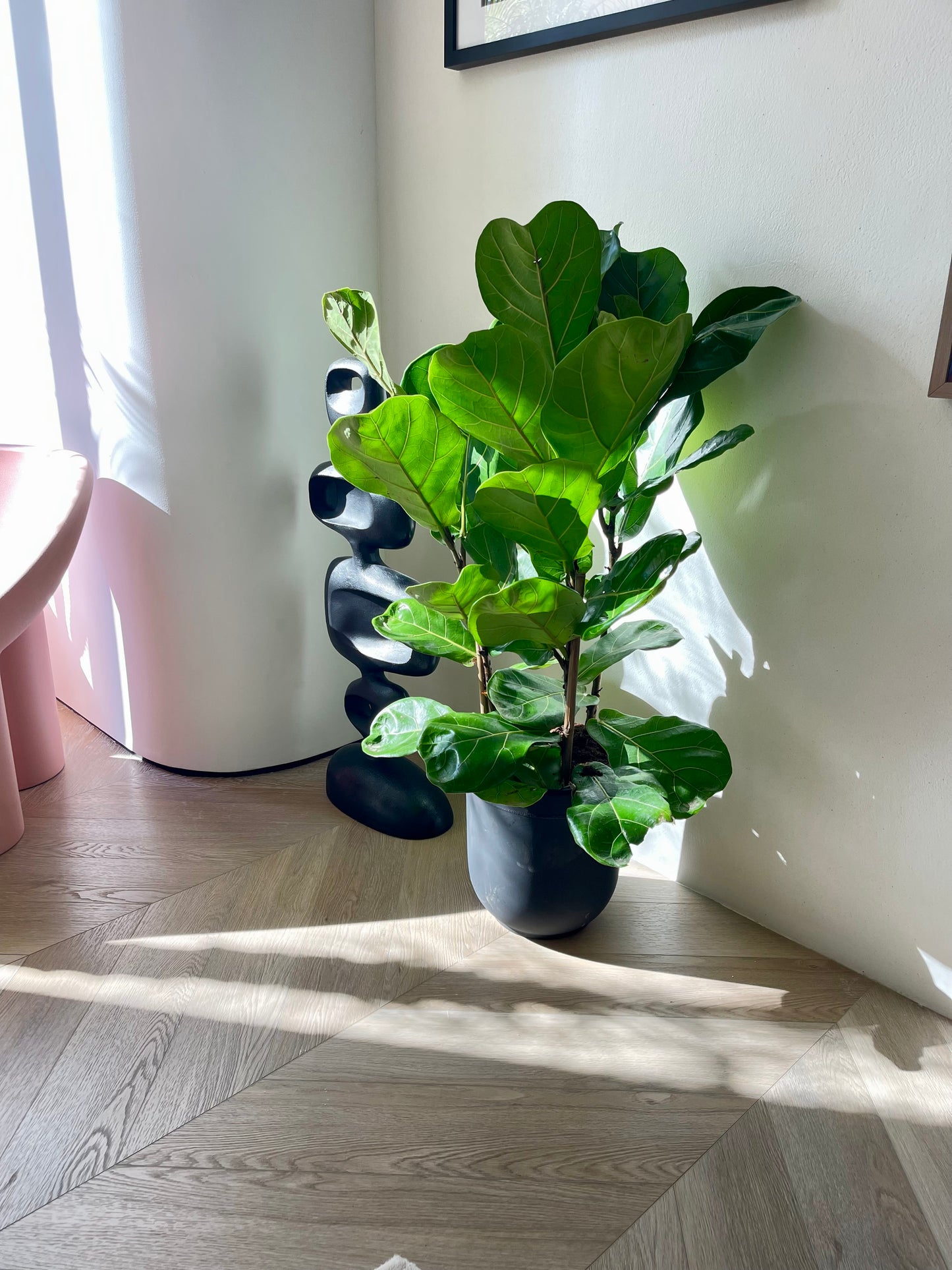 Fiddle Leaf - 3PP - 1mtr - 1mtr Ficus Lyrata