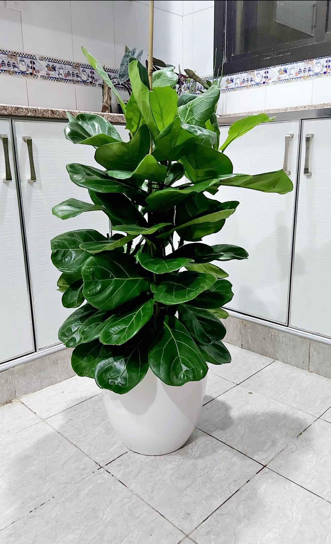 Fiddle Leaf - 3PP - 1mtr - 1mtr Ficus Lyrata