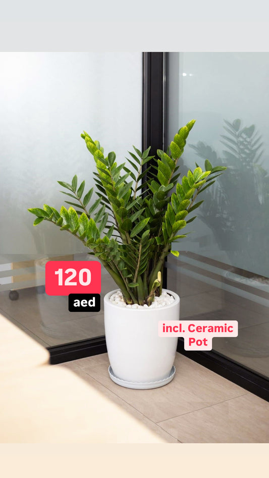 Zamioculcas 60cm-70cm, Zanzibar Gem or ZZ Plant (L) indoor plant