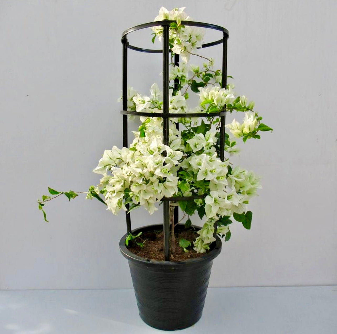 BougainVillea 1mtr White - PlantmartUAE.com