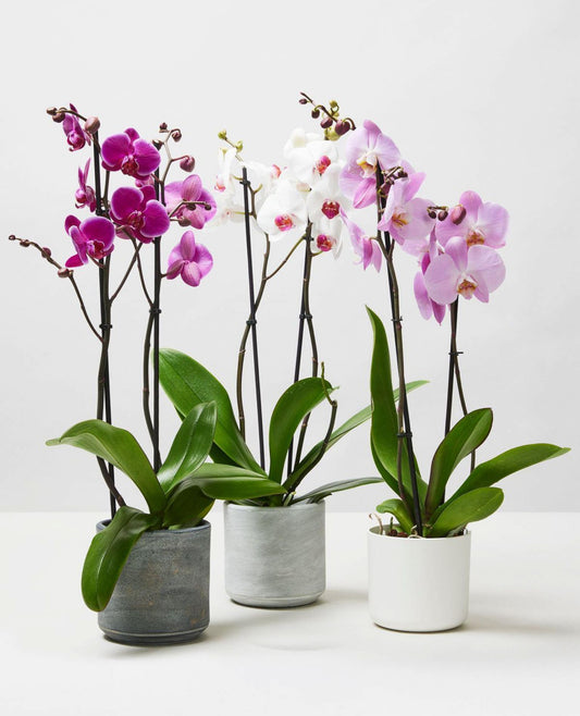 Moth Orchids 40cm-50cm | Orchid | Phalaenopsis Orchids | Flowering indoor plant