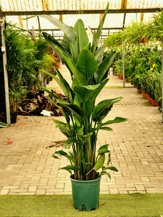 Bird Of Paradise XXL (160-170cm) (Holland) sterilitzia