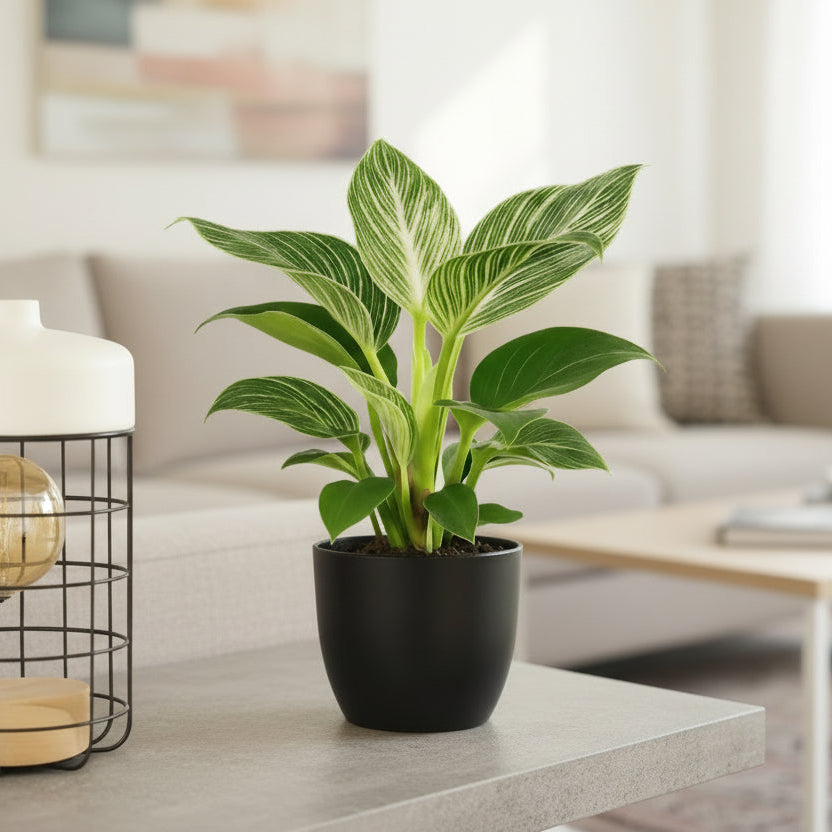 Philodendron bilkrin white 20cm-30cm