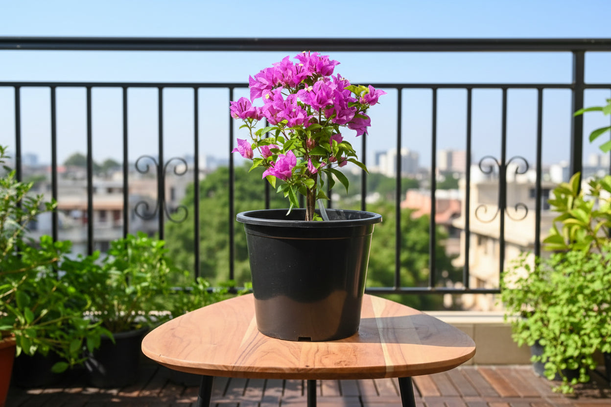 Bougainvillea Alexandra Branched