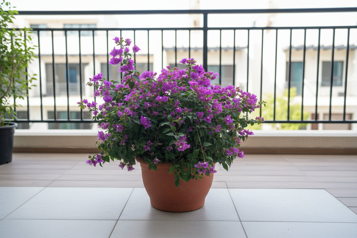 Bougainvillea Alexandra Branched
