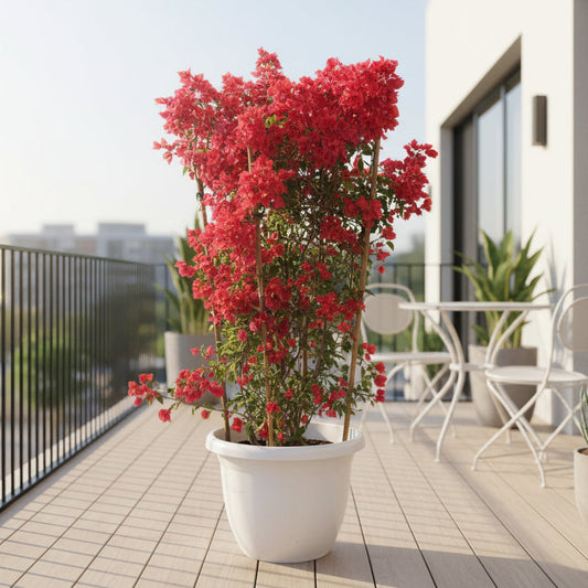 Bougainvillea Tomato Red Tall