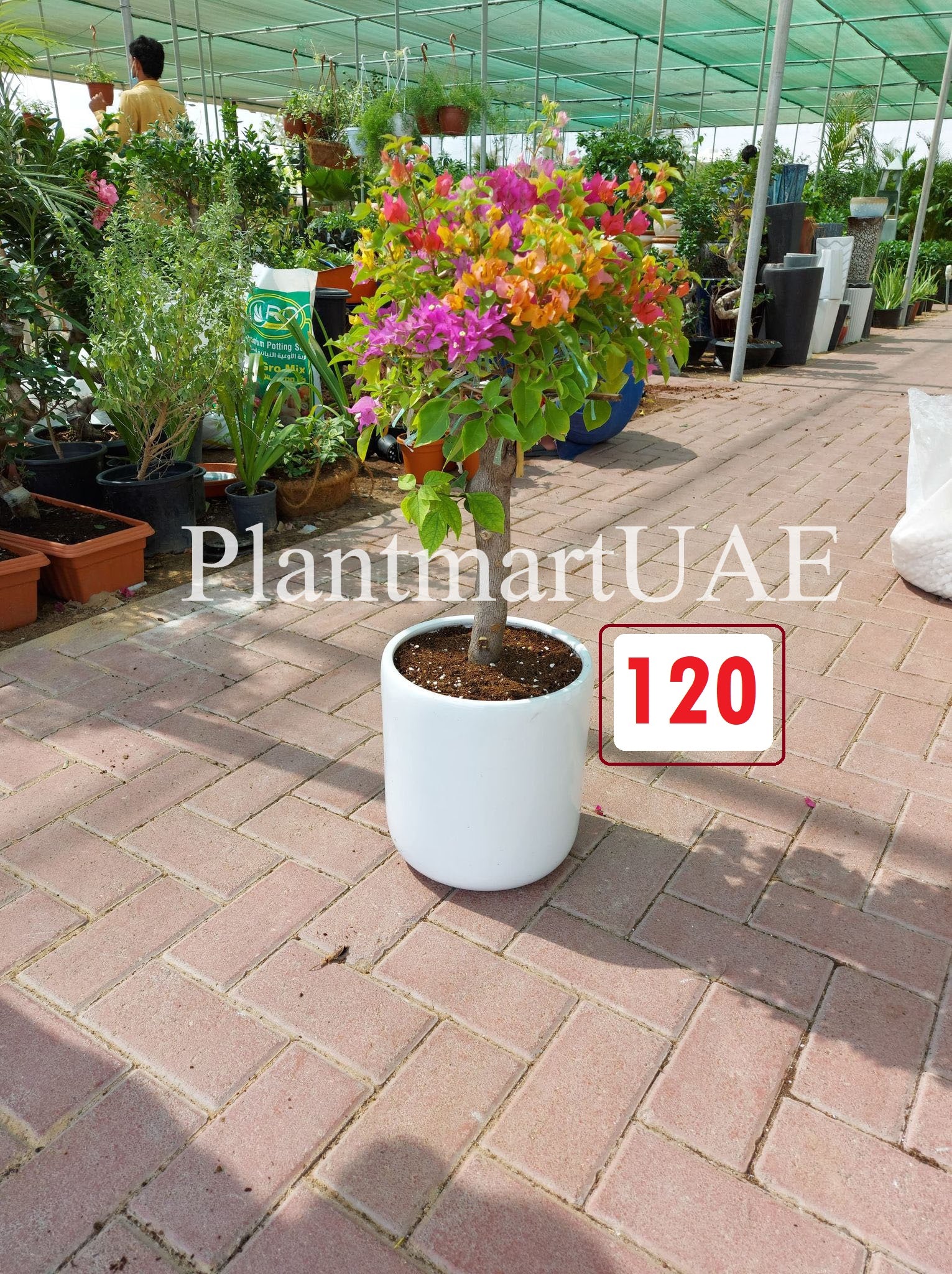 Bougainvillea in CERAMIC Pot 60cm-70cm - PlantmartUAE.com