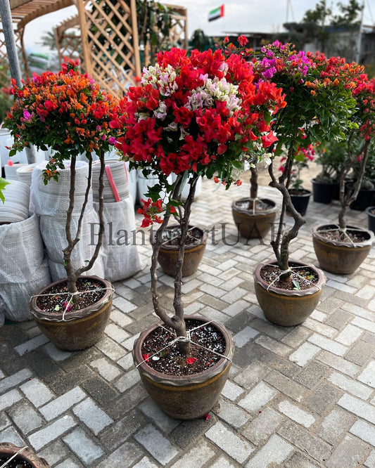 BougainVillea in Clay Pot 150cm-160cm