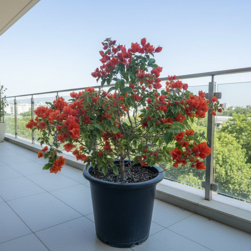 Bougainvillea Tomato Red Tall