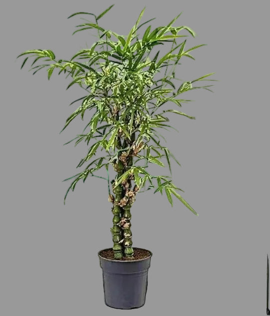 Buddha Bamboo 100cm - 120cm Bambusa Ventricosa – Buddha’s Belly Bamboo