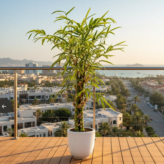 Buddha Bamboo 100cm - 120cm Bambusa Ventricosa – Buddha’s Belly Bamboo