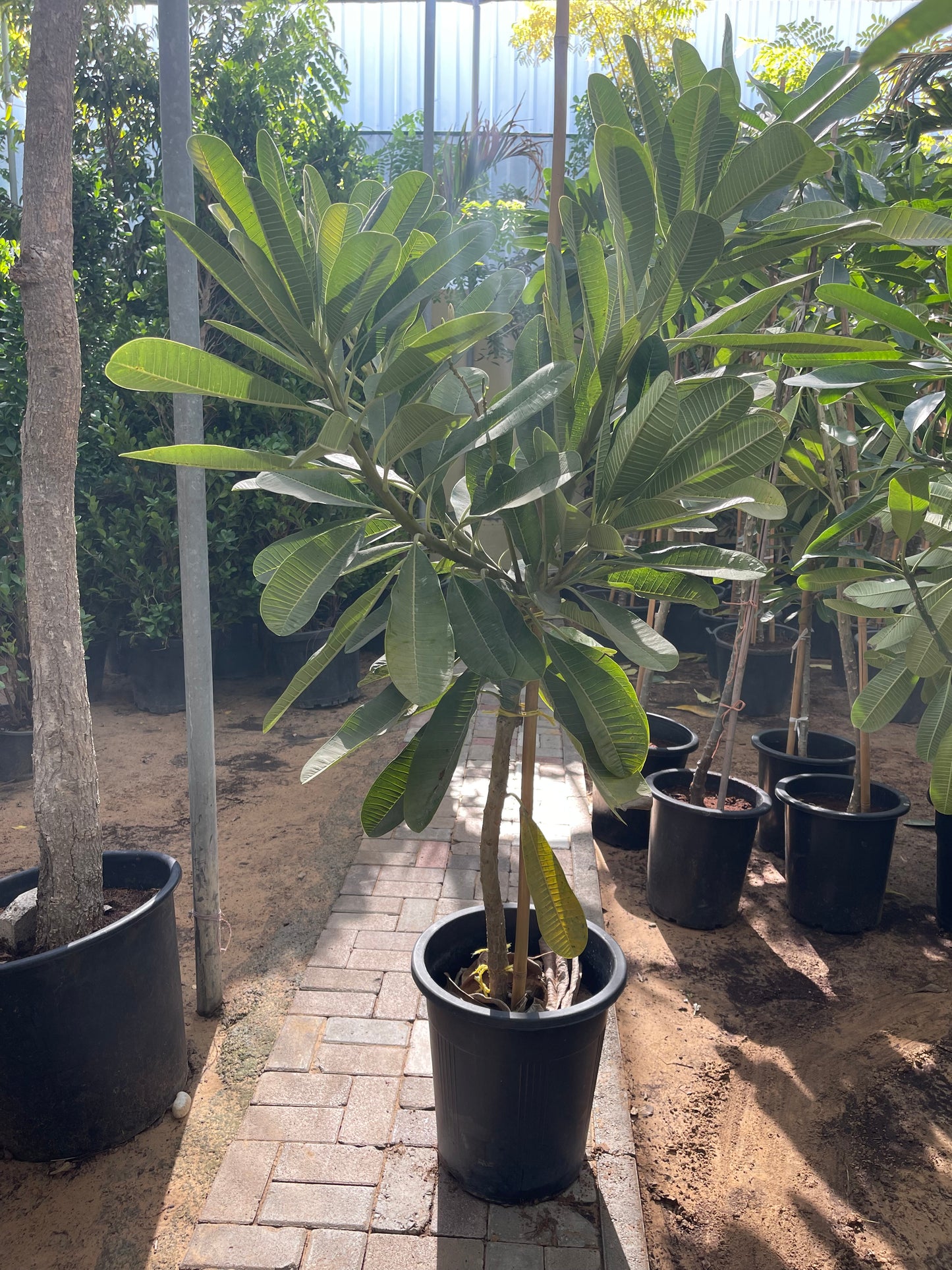 1.8-2.0m Plumeria Obtusa - Frangipani - The Temple Tree - Champa