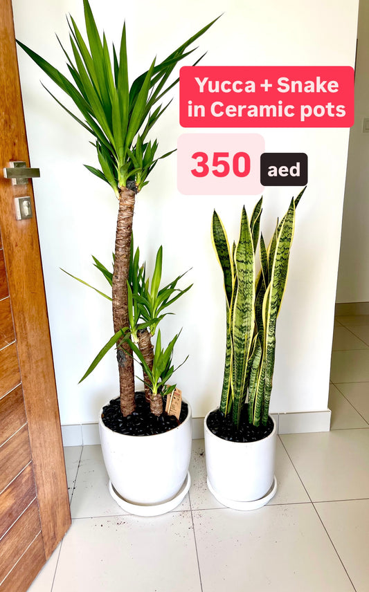 2pcs Potted Plants Combo: Yucca + Snake Plant in Ceramic Pots