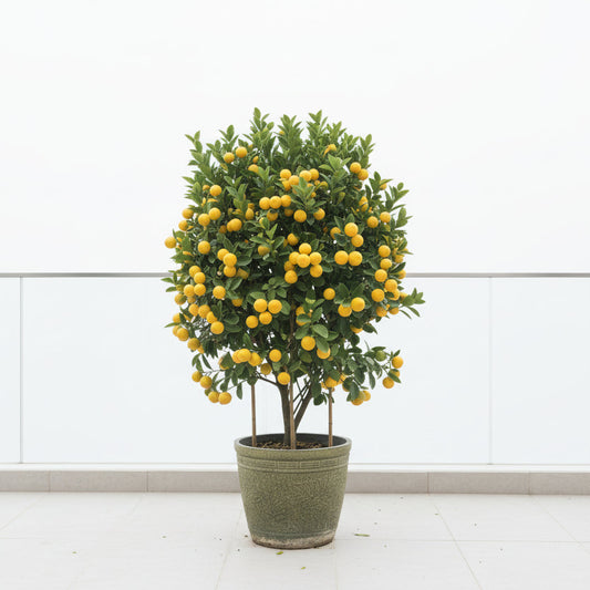 Citrus mitis or Chinese Orange Tree "1.3m-1.5m" البرتقال الصيني