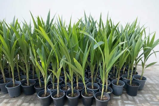 Cocos Nucifera / Coconut Palm Small 1.2to 1.5m