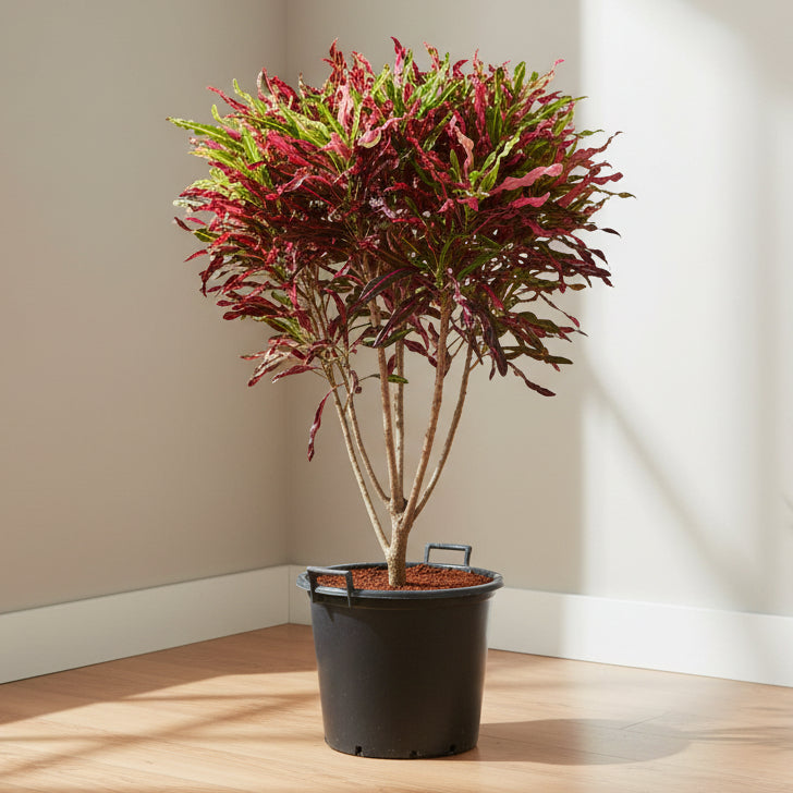 Colorburst Croton 1.2 mtr