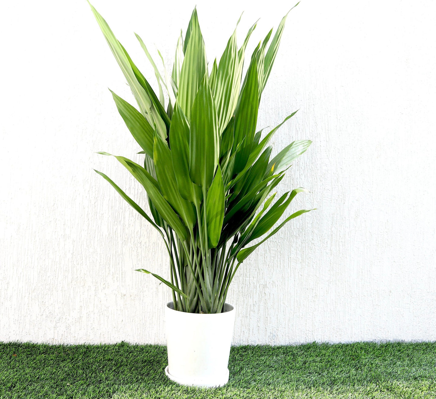 Lance Dracaena| Dracaena Aubryana Indoor Plant | Cast Iron Plant | 80cm-100cm
