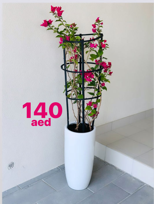 Potted Bougainvillea 1.3mtr overall in CERAMIC Pot