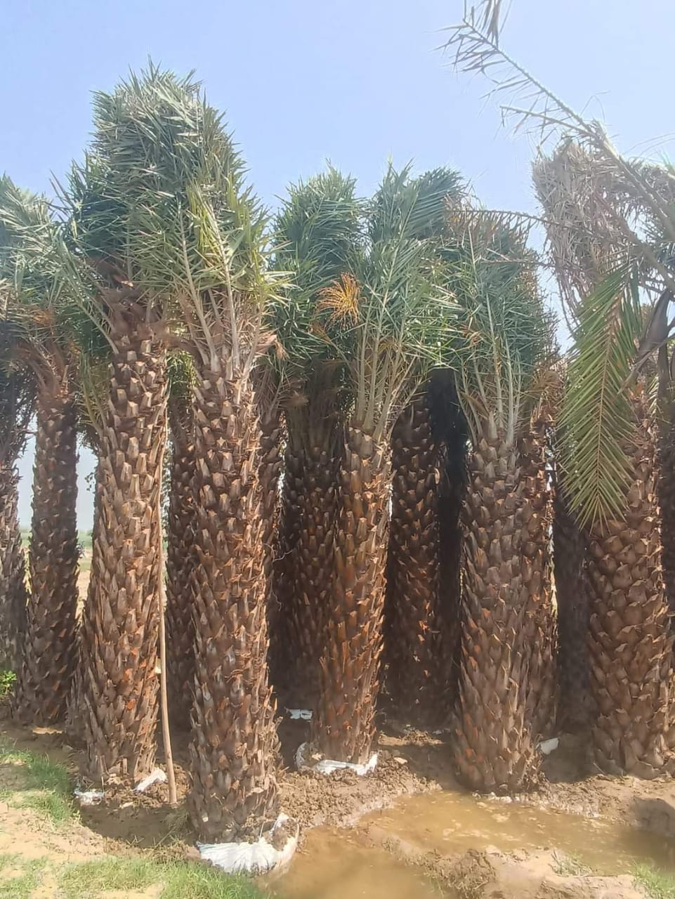 Date Palm in UAE: Buy Date palm tree in Dubai